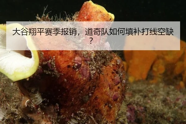 大谷翔平赛季报销，道奇队如何填补打线空缺？