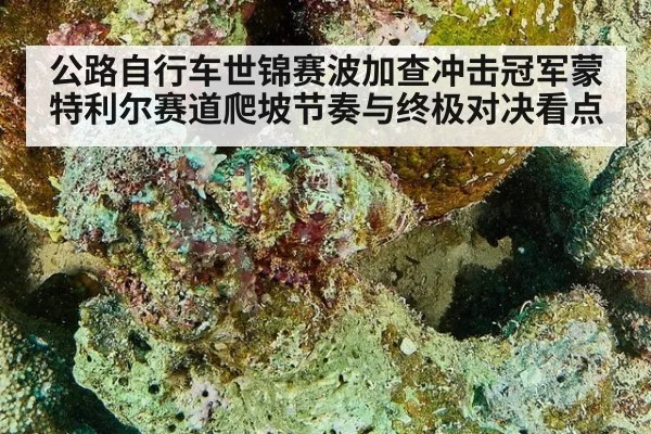 公路自行车世锦赛波加查冲击冠军蒙特利尔赛道爬坡节奏与终极对决看点